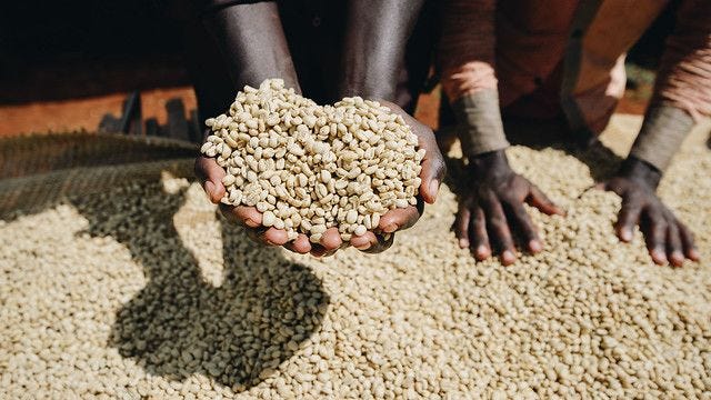 Ethiopian Huakui vs Kenyan Coffee Beans: A Complete Analysis of Acidity Differences and Pour Over Parameters
