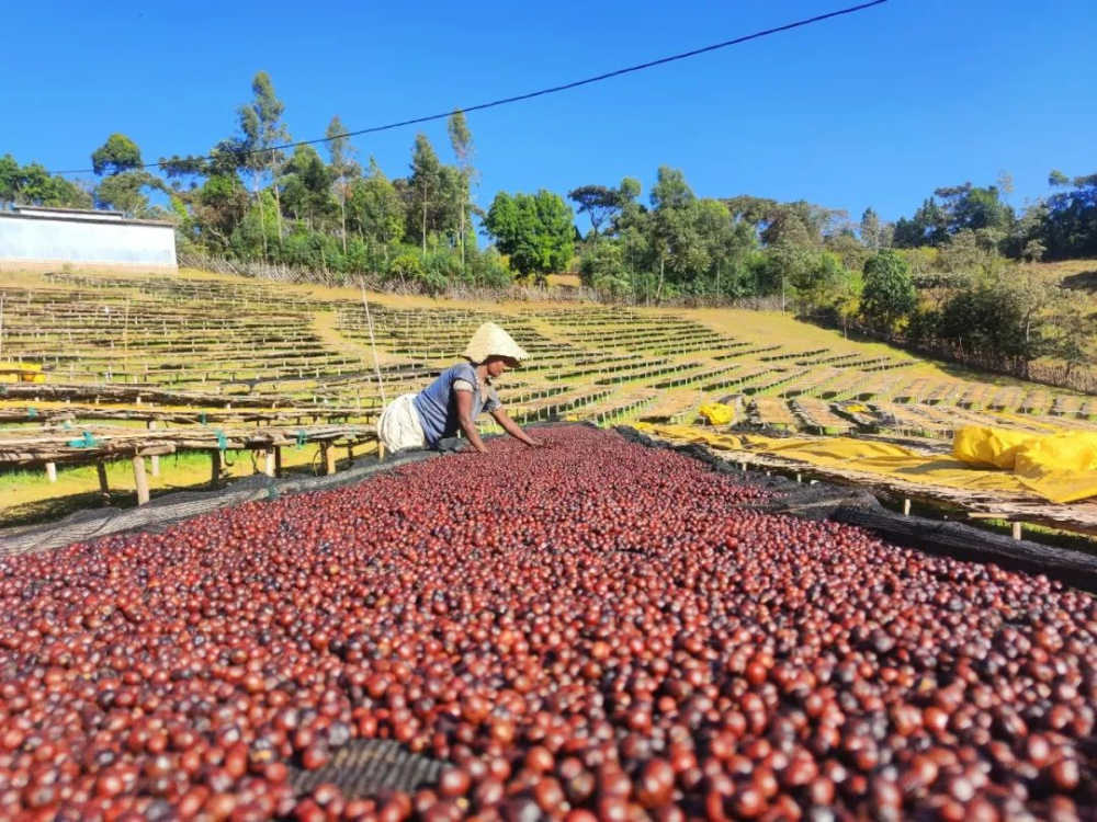 A Comprehensive Guide to Africa’s Specialty Coffee Countries: Varietals, Flavors, and Processing Methods from Ethiopia to Tanzania