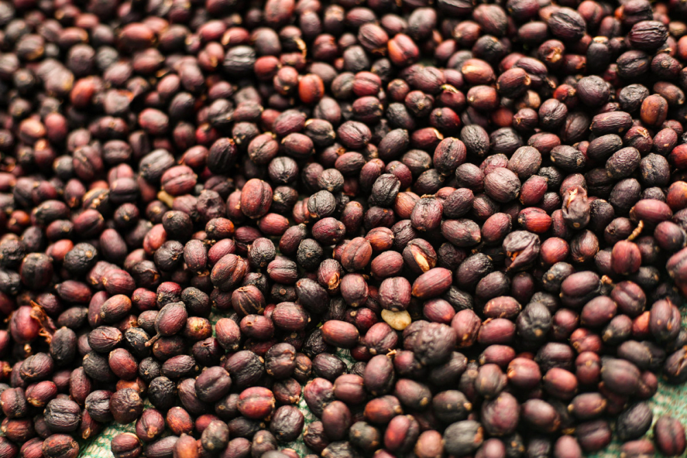 A Comprehensive Guide to Africa’s Specialty Coffee Countries: Varietals, Flavors, and Processing Methods from Ethiopia to Tanzania