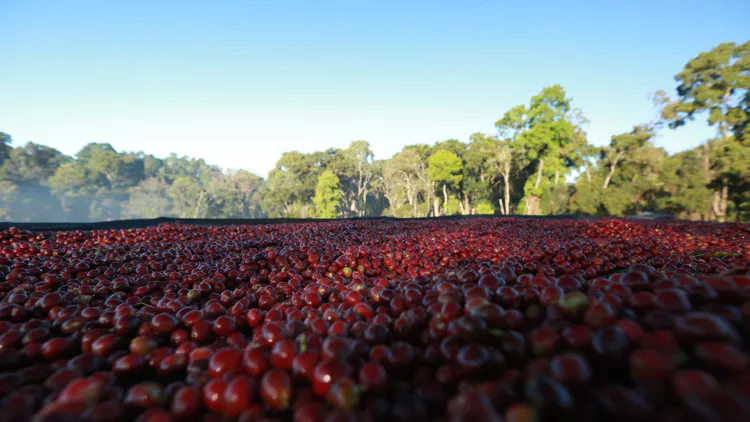 A Comprehensive Guide to Africa’s Specialty Coffee很长Countries: Varietals, Flavors, and Processing Methods from Ethiopia to Tanzania