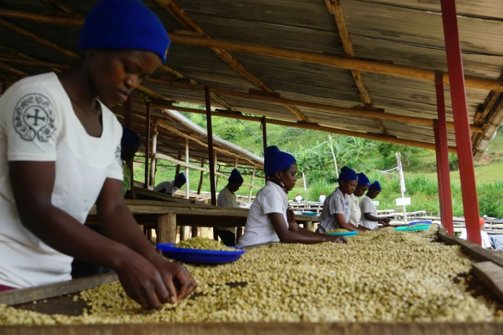 A Complete Guide to Ethiopian Heirloom Coffee: Varieties, Processing Methods, the Red Cherry Project, and Grading Explained