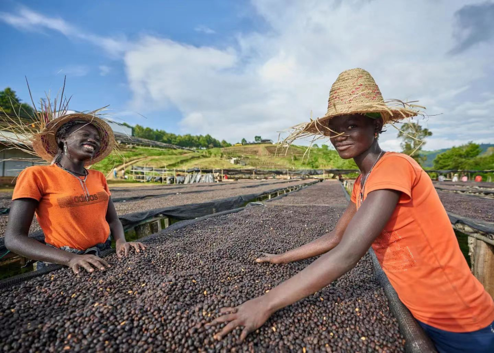 A Complete Guide to Ethiopian Yirgacheffe Washed & Natural Bean Grades | Flavor Profiles of the Shakiso & Guji Regions