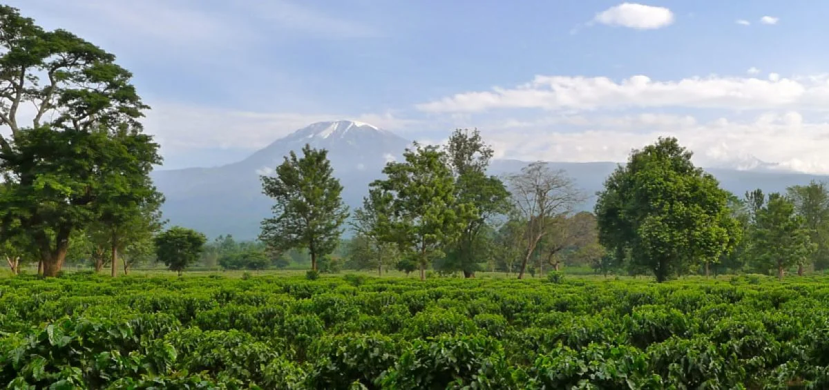In-depth Analysis of Tanzanian Kilimanjaro Coffee: Flavor, Processing Methods, and V60 Brewing Guide