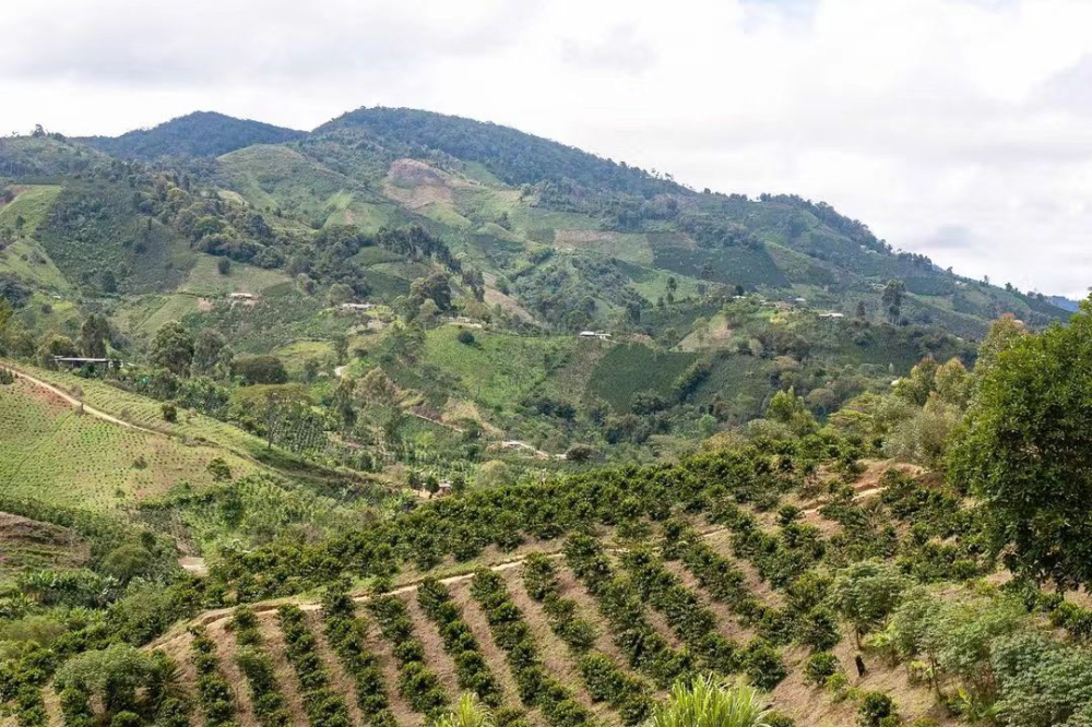 Flavor Profile & V60 Pour Over Brewing Guide for Colombian Huila Pink Bourbon Beans