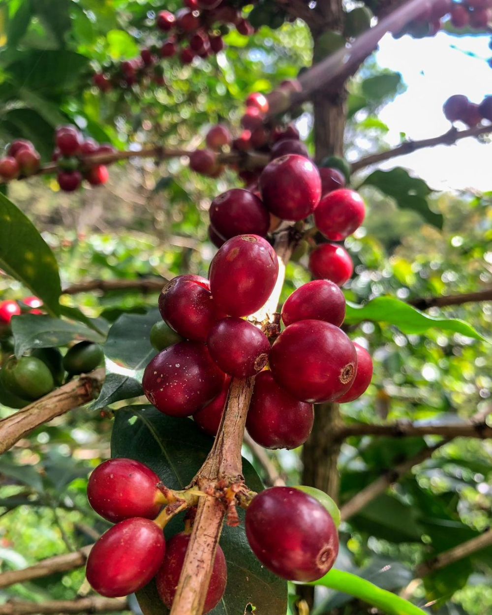 Complete Guide to Colombian Coffee Beans: Regions, Processing Methods, and Pour Over Parameters in One Article
