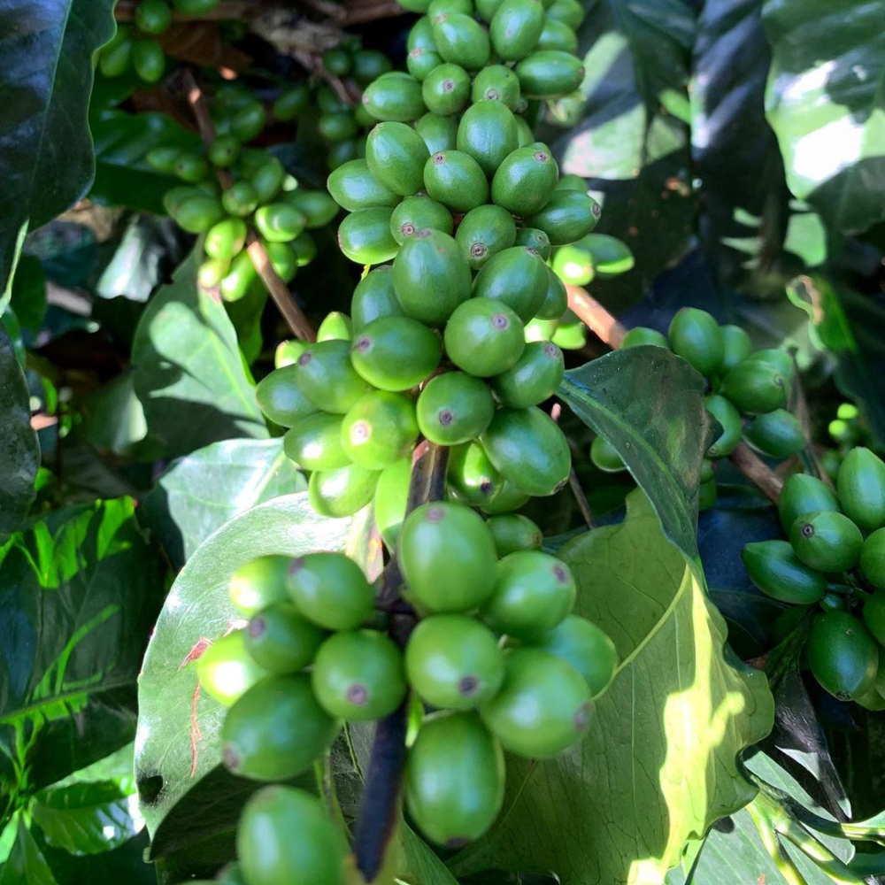 How to Choose Colombian Huila Region Coffee Beans? A Complete Guide to Flavors and Processing Methods