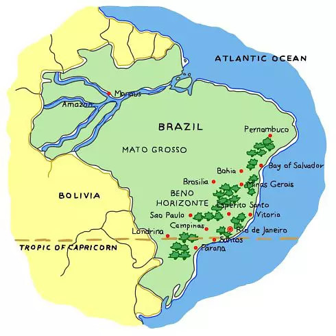 Brazilian São Paulo High-Altitude Yellow Bourbon: Flavor Profile and Pour Over Guide for Queen Estate Natural Beans