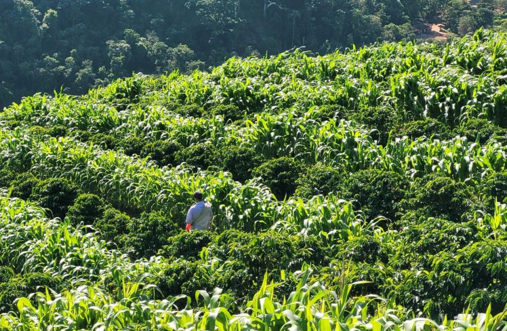 Flavor Profile of Brazilian Red & Yellow Bourbon Pour Over & Full Extraction Guide for Cerrado