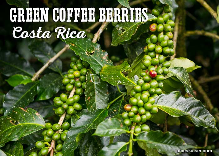 Analysis of Flavors in Costa Rican Honey-Processed Coffee | A Complete Guide to Sweet Pour Over Bean Varieties and Growing Regions