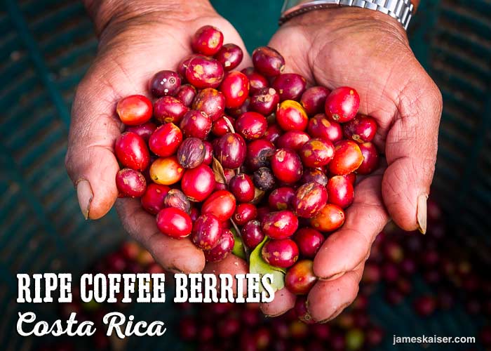 Analysis of Flavors in Costa Rican Honey-Processed Coffee | A Complete Guide to Sweet Pour Over Bean Varieties and Growing Regions
