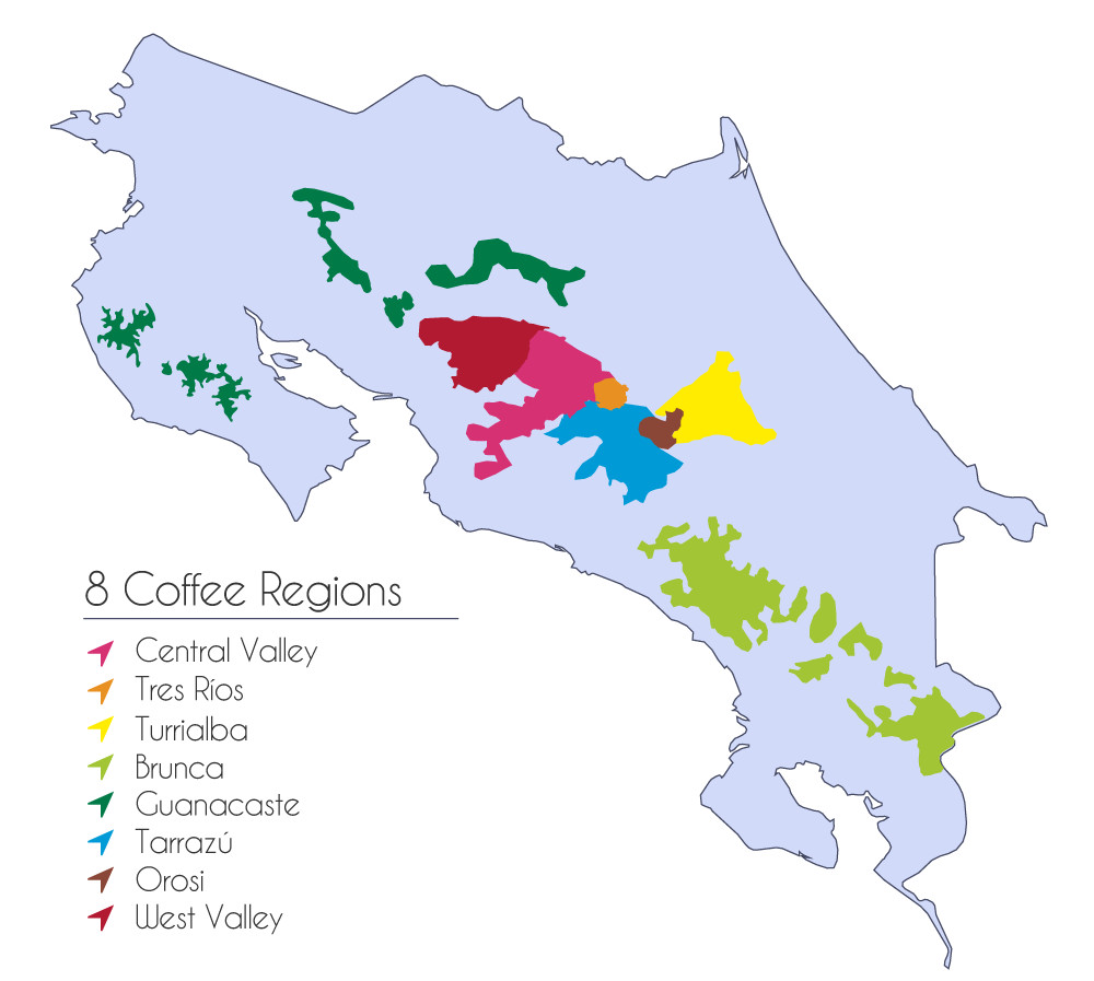 A Complete Guide to the Flavor Profile of Costa Rica Xiao Zhu Estate Geisha & Pour Over Parameters