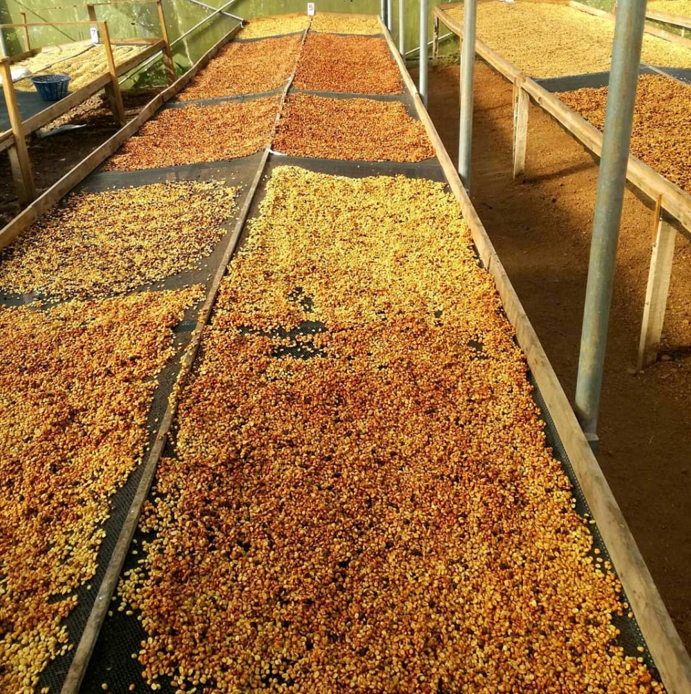 Complete Guide to Costa Rican Honey Processed Coffee: From Yellow Honey to Black Honey, How to Choose? How to Brew?