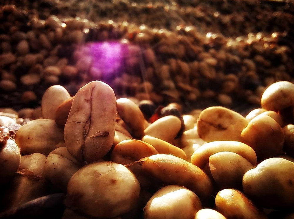 Complete Guide to Brewing Costa Rican Red Honey SHB Coffee Beans with Pour Over & Their Flavor Profile