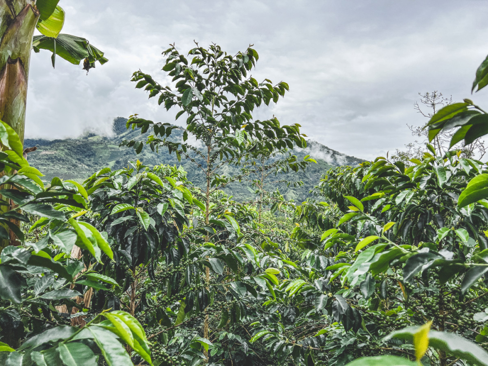 Complete Guide to Colombian Coffee Beans: Regional Flavors, Roasting Recommendations, and Pour Over Parameters