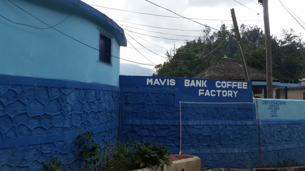 Complete Guide to Jamaican Blue Mountain No.1 Coffee: Region, Processing & Brewing Practical Guide