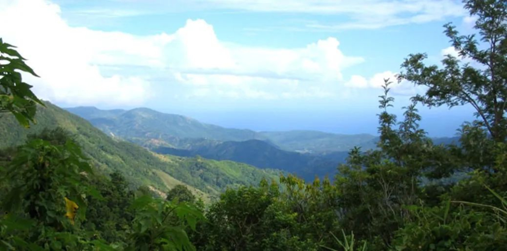 The Ultimate Guide to Jamaican Blue Mountain Coffee: The JABLUM Brand, Blue Mountain No.1 Grade, and Pour Over Brewing Guide
