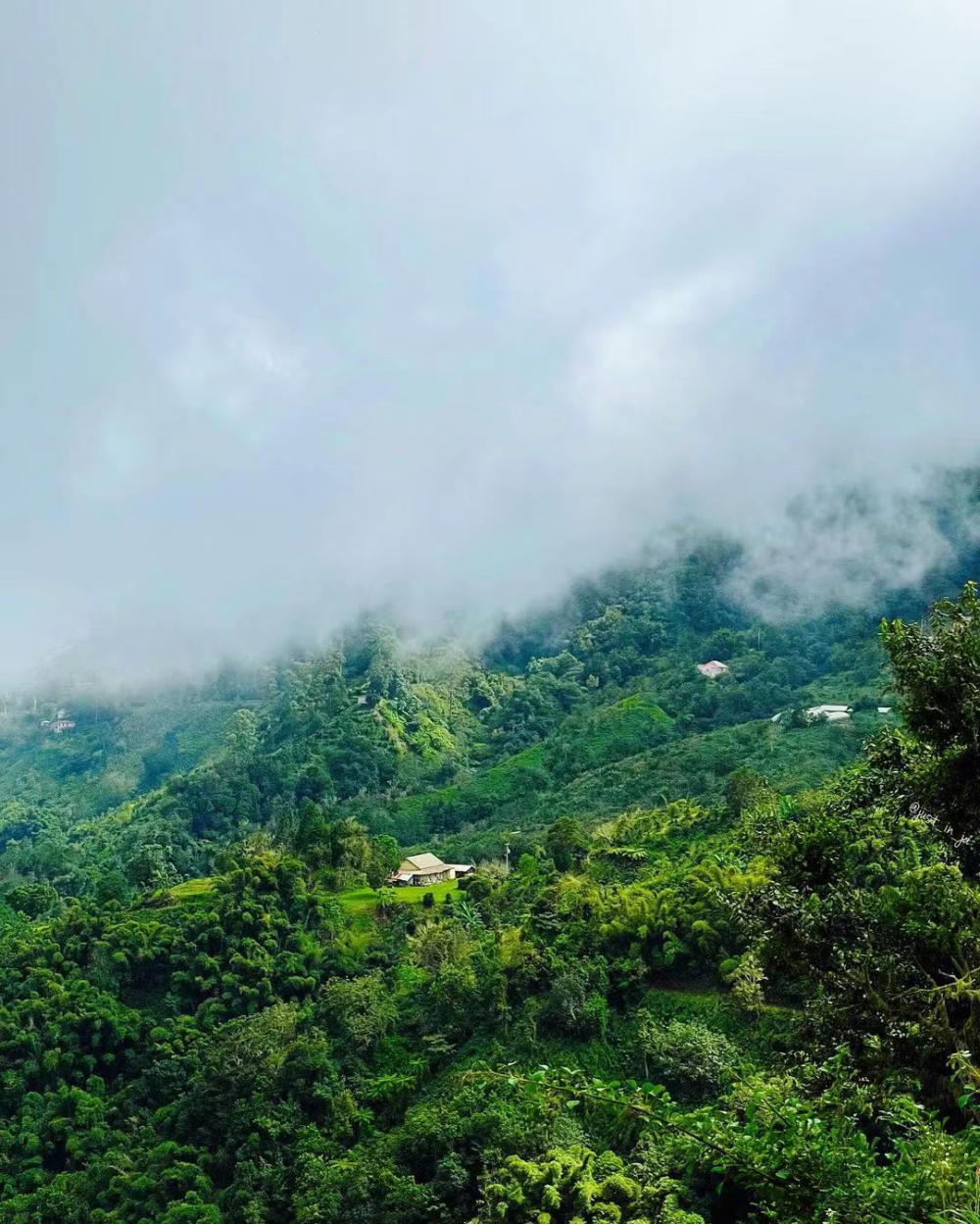 Jamaica Blue Mountain Coffee Grading Explained | Why is Blue Mountain No. 1 So Prestigious? Brewing & Flavor Guide