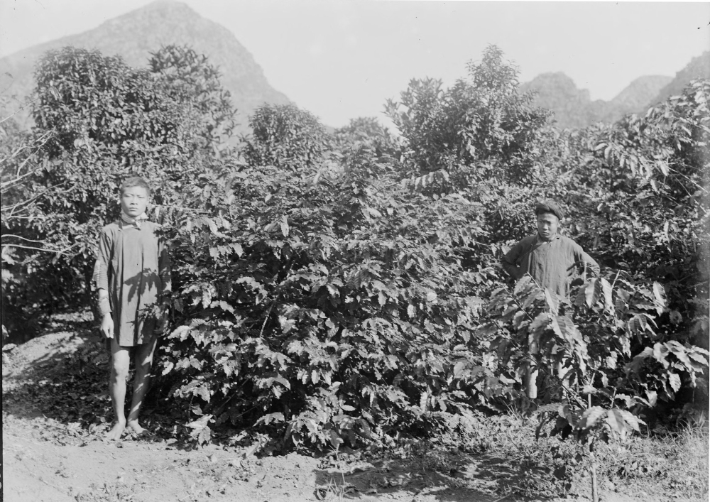 In-depth Analysis of Sumatra Mandheling Coffee: Wet-Hulling Process, Regional Flavors, and Pour Over Recommendations