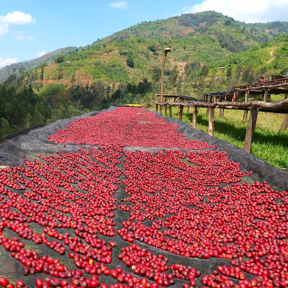 Complete Guide to Yirgacheffe and Sidamo Coffees: Variety Characteristics, Processing Methods, and Pour Over Parameters