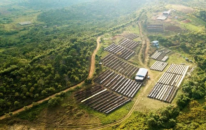 Complete Guide to Specialty Coffee from Africa: From Ethiopia to Kenya, Master Varieties, Processing Methods, and Flavors