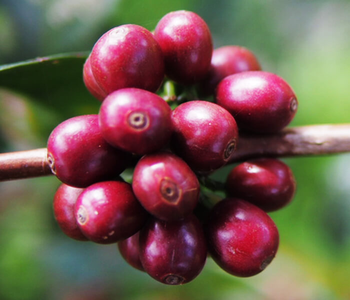 A Big Comparison of Geisha Flavors from Three Major Regions: How to Choose Between Panama, Costa Rica, and Ethiopia?