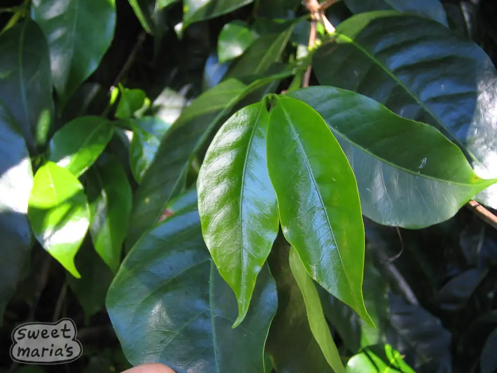 A Comprehensive Guide to Panama Geisha Green Label Emerald | 2025 BOP Champion Beans: Pour Over Parameters and Flavor Profile