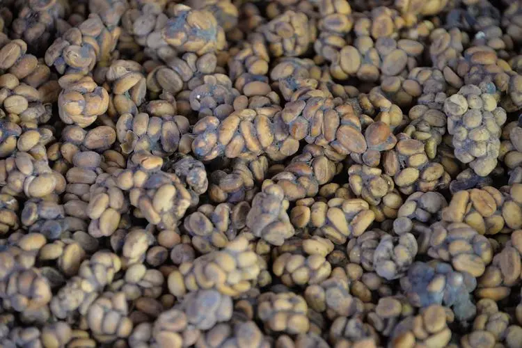 Analysis and Brewing Recommendations for Indonesian Civet Coffee: Acidity, Processing Methods, and Market Realities
