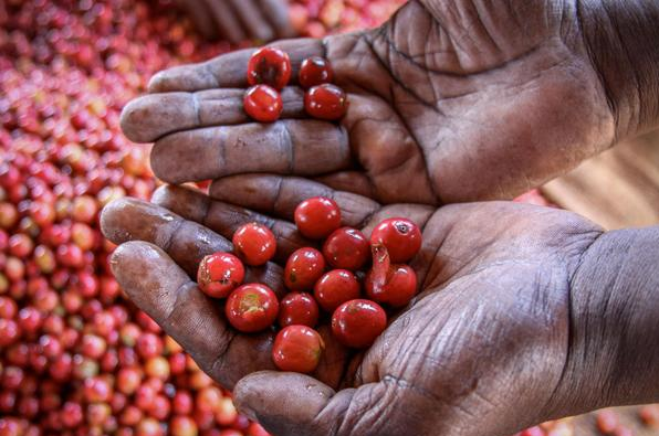 The Story Behind Kenya AA Elephant Packaging & Complete Guide to K72 Washed Processing