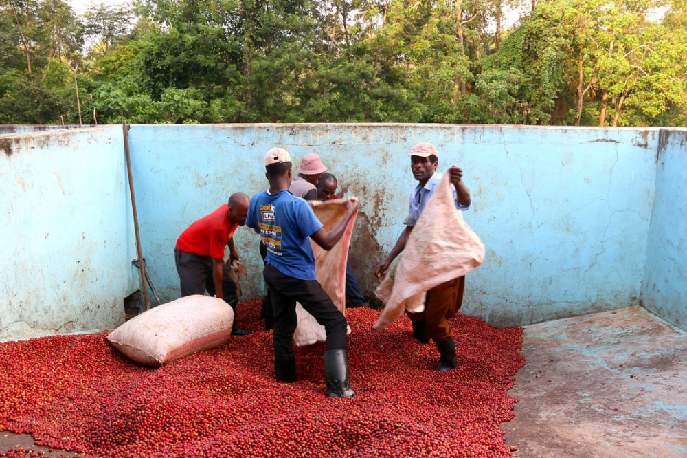 The Story Behind Kenya AA Elephant Packaging & Complete Guide to K72 Washed Processing