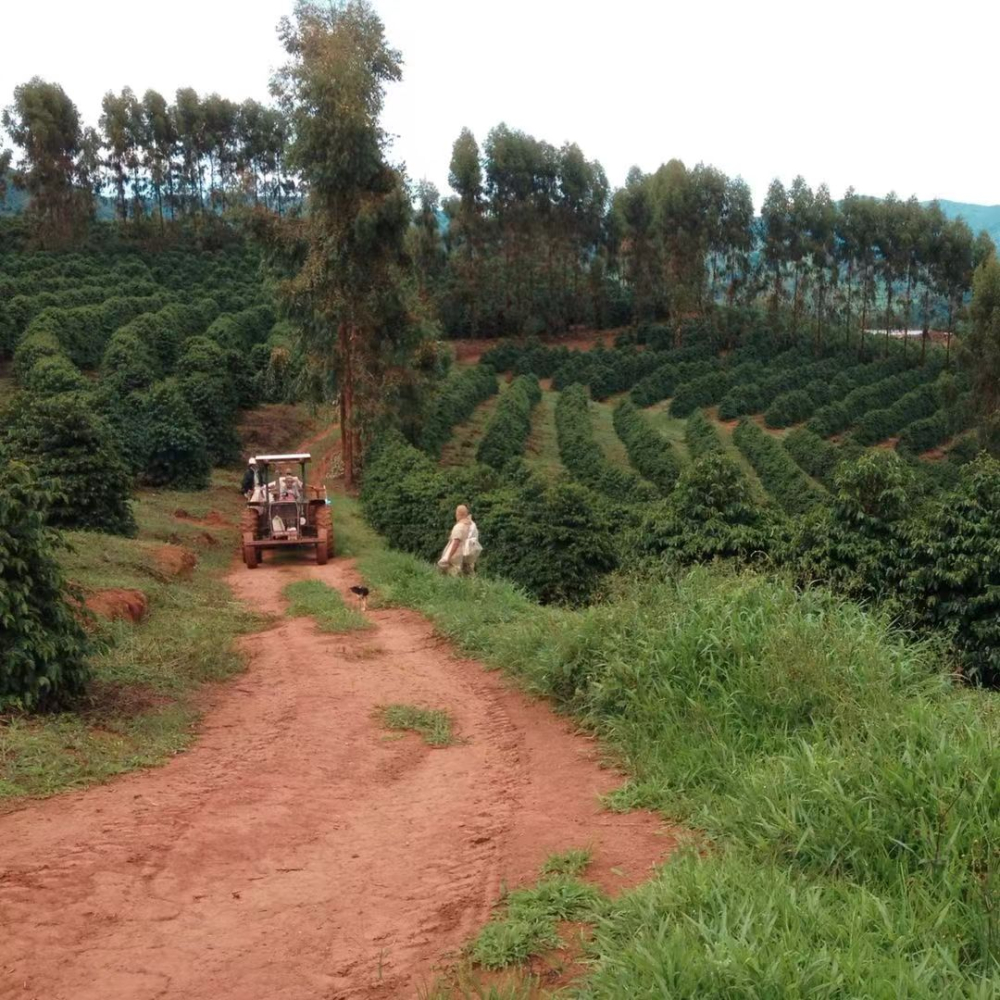 How to Choose Brazilian Coffee Beans? Pour Over Parameters and Flavor Analysis of Medium-Roast Pulped Natural Beans