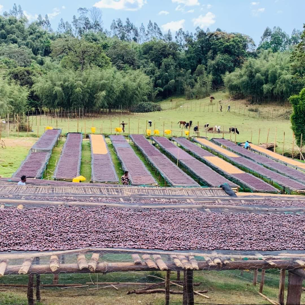 A Complete Guide to Yirgacheffe Natural Process Coffee Beans: Flavor Characteristics, Processing Steps, and Brewing Recommendations