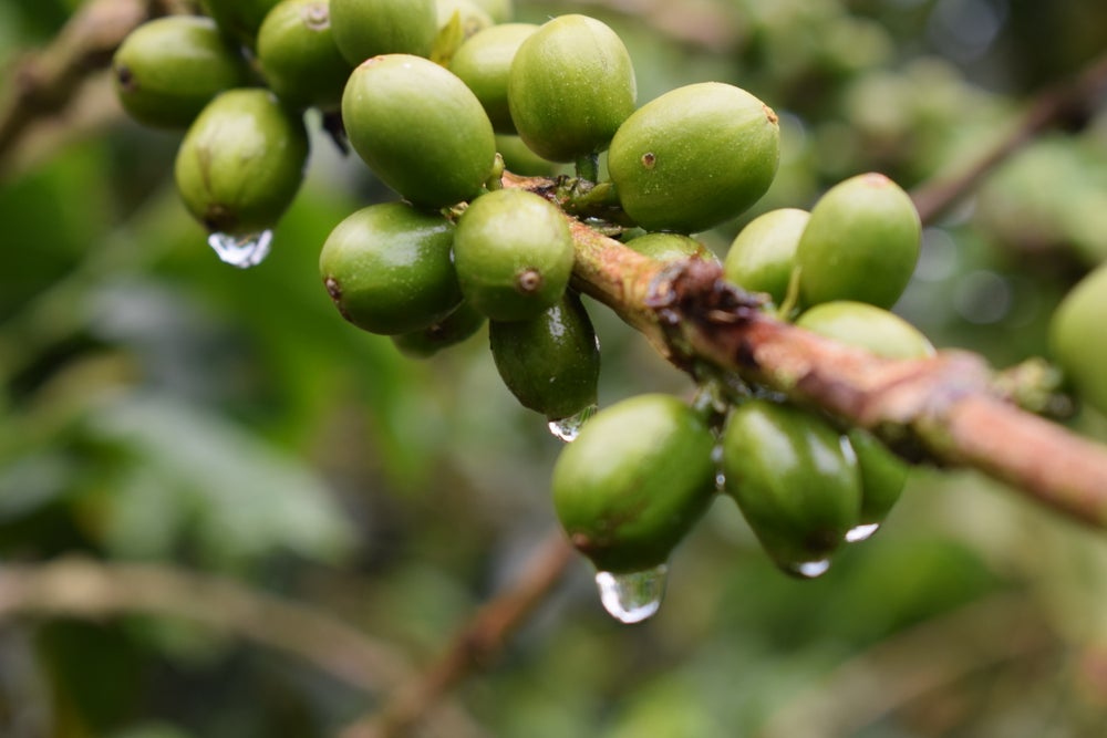 Colombian Coffee Bean Regional Grading and Flavor Guide: How to Choose from MAM to Huila?