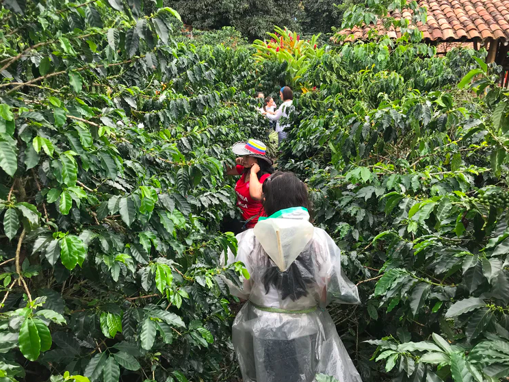 A Flavor Guide and Variety Analysis of Colombia's Six Premium Coffee Regions | Recommended Extraction Parameters