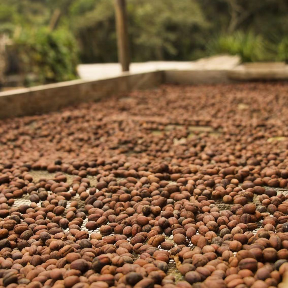 Brazil COE perennial winner Queen Estate Yellow Bourbon Coffee: Flavor Profile and Optimal Pour Over Parameters
