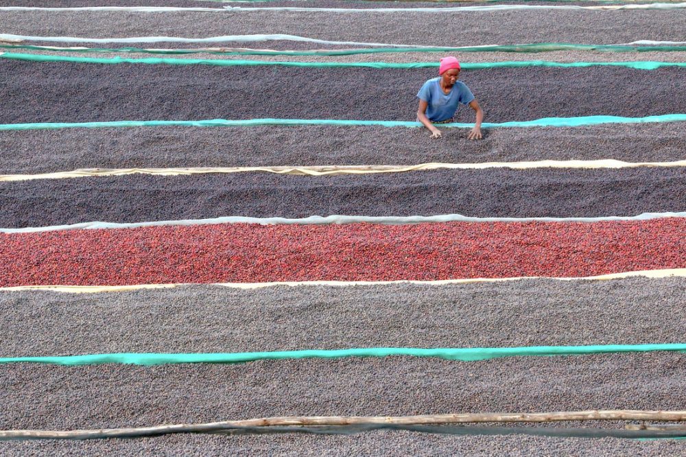 Unveiling the Flavors of Rwandan Coffee: How Washed Processing Brings Out Bright Acidity and Berry Notes