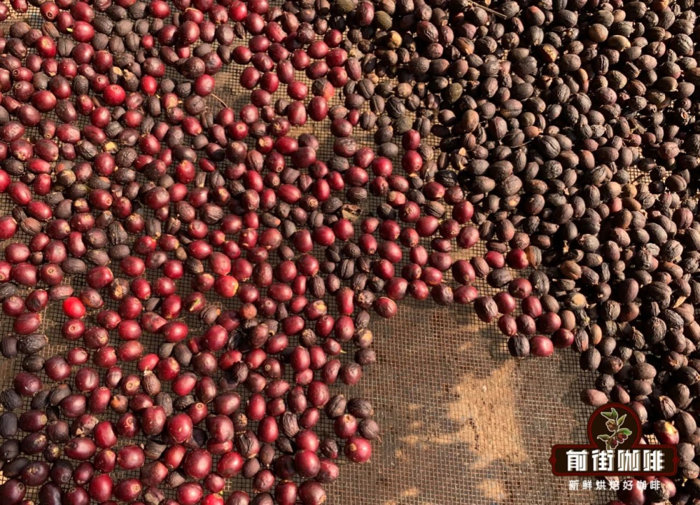 A Complete Guide to Tasting and Cultivating Yunnan Pu'er Sun-Dried Arabica Coffee: From Flavor to Processing Methods