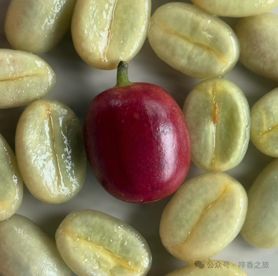 Analysis of the Differences Between Typica and Bourbon | A Complete Guide to Flavor, Plant Characteristics, and Derived Varieties