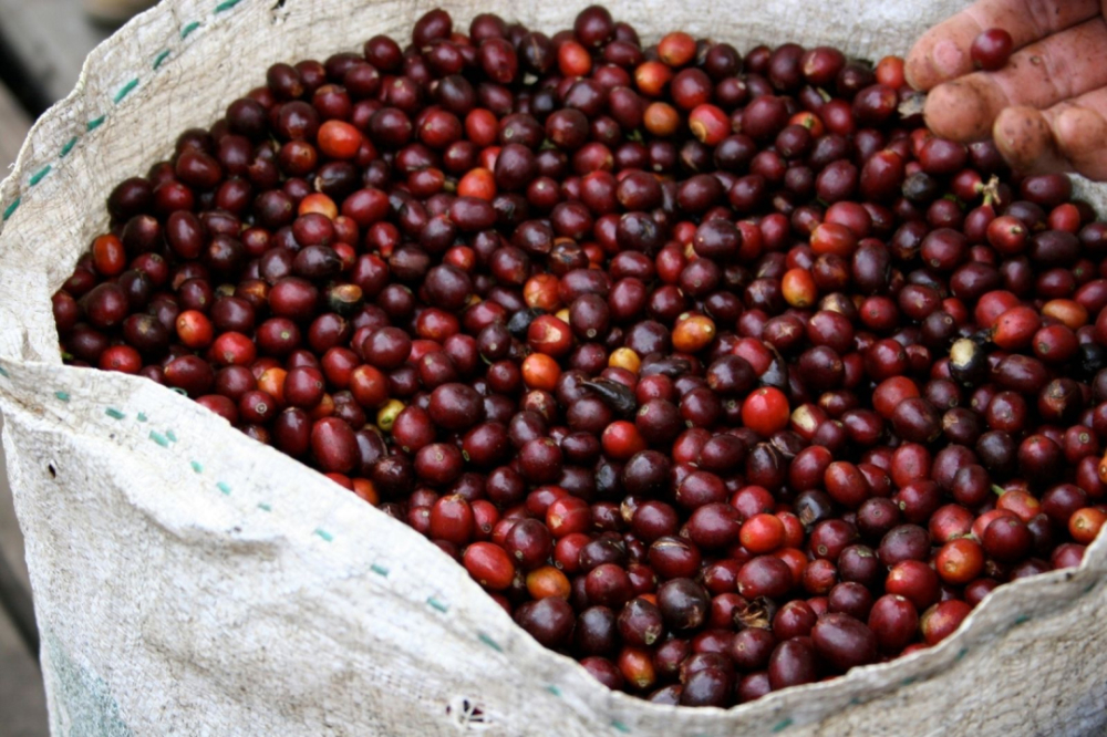 How to Drink Vietnamese Robusta Coffee Beans? A Practical Guide to Flavor, Blends, and Brewing