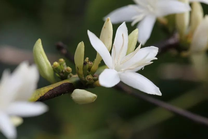 Flavor Profile of Panamanian Boquete Geisha Washed Beans | Pour Over Comparison Guide: Flower Butterfly vs. Red, Green, and Blue Labels