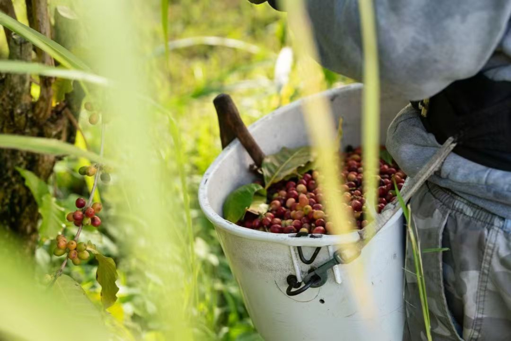 Flavor Analysis of Hawaiian Kona Coffee Beans: How Low Altitude Forges a Specialty Legend?