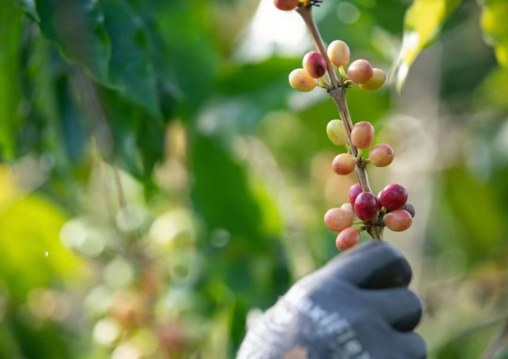 An In-depth Look at Hawaiian Kona Coffee: Region, Grades, Flavor Profile & Queen’s Estate Tasting Guide