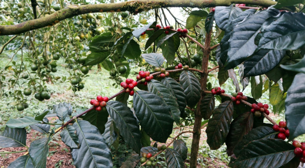 Are Yunnan Catimor coffee beans Arabica? An exploration of their variety origins and flavor profile