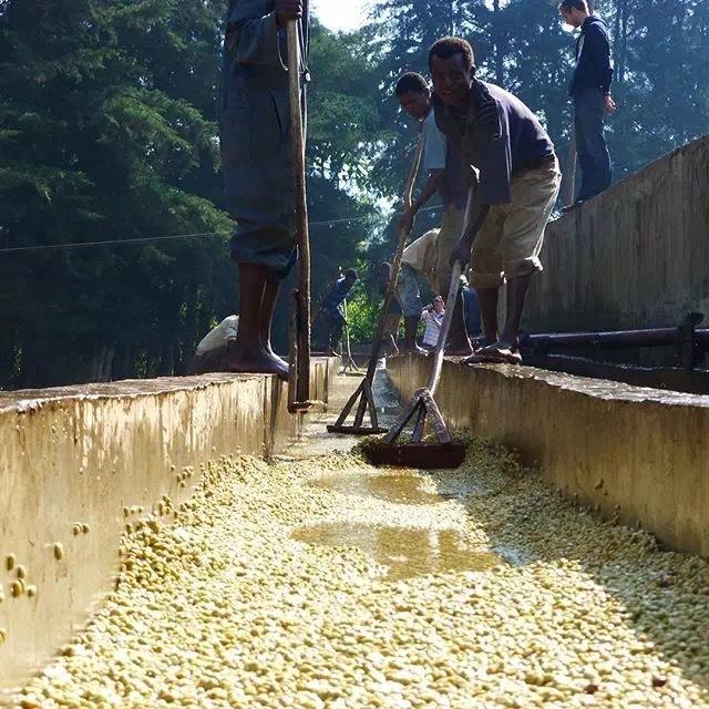 Ethiopia Yirgacheffe Gudina Cooperative: A Comprehensive Analysis of Sun-Drying Processing and Flavor Profile