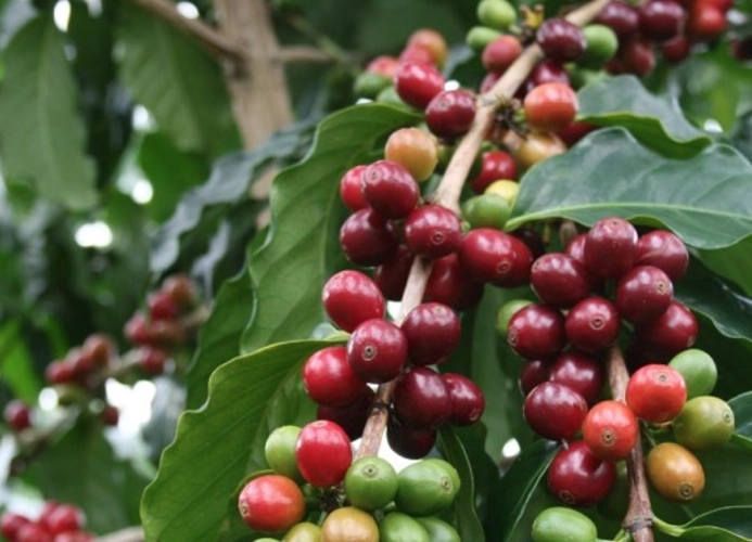 A Guide to Brewing Ethiopian Coffee by Region: Flavor Profiles from Yirgacheffe to Gimma
