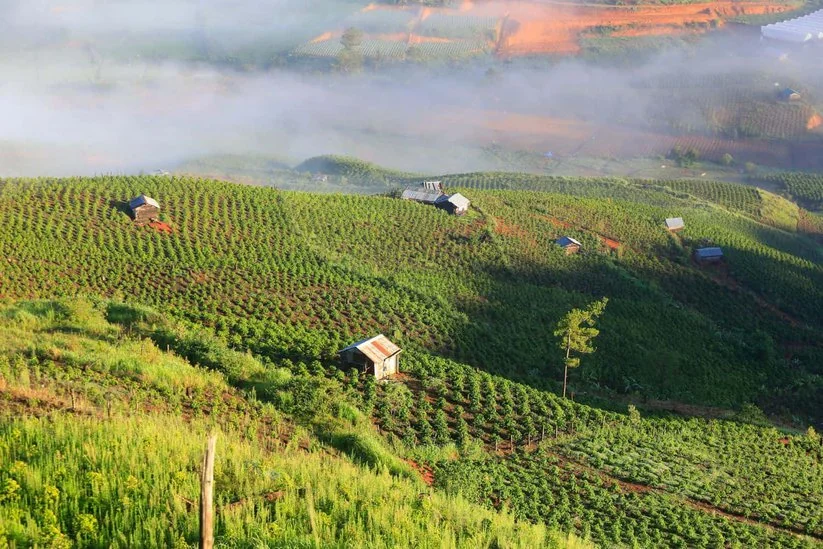 Recommended Indonesian Coffee Bean Brands | How to Choose Mandheling? Wet-Hulled Processing and Flavor Analysis