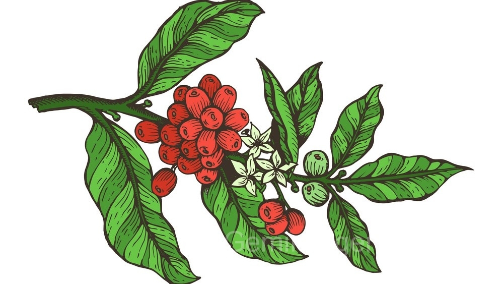 The Global Journey and Flavor Profile of Typica Coffee Beans: A Complete Guide from Cultivation to Brewing