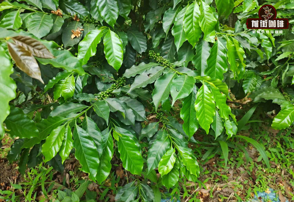 The Global Journey and Flavor Profile of Typica Coffee Beans: A Complete Guide from Cultivation to Brewing