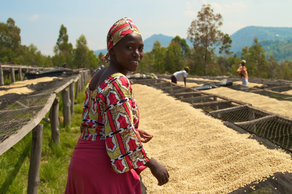Complete Guide to Flavor Profile & Regional Characteristics of Rwandan Red Bourbon Washed Beans