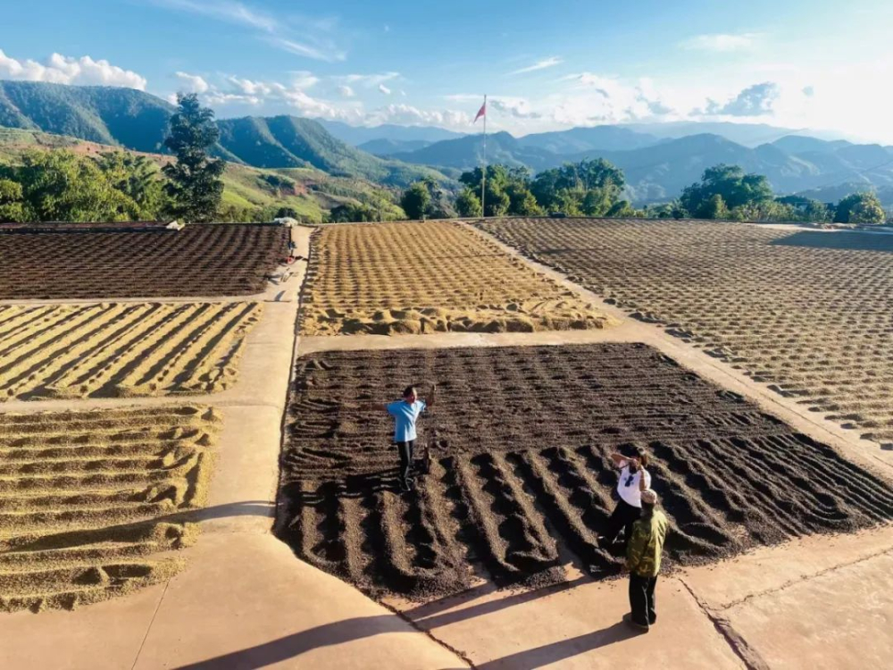 Yunnan Small-Bean Coffee: Grading & Flavor Profile — A Pour Over Guide from Catimor to Specialty