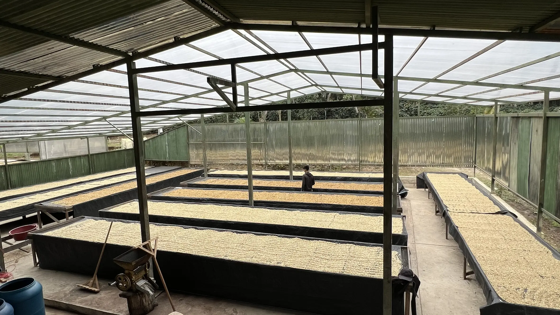 Peruvian Coffee Flavor Profile & Pour Over Guide: From Cajamarca Region to Geisha Extraction Tips